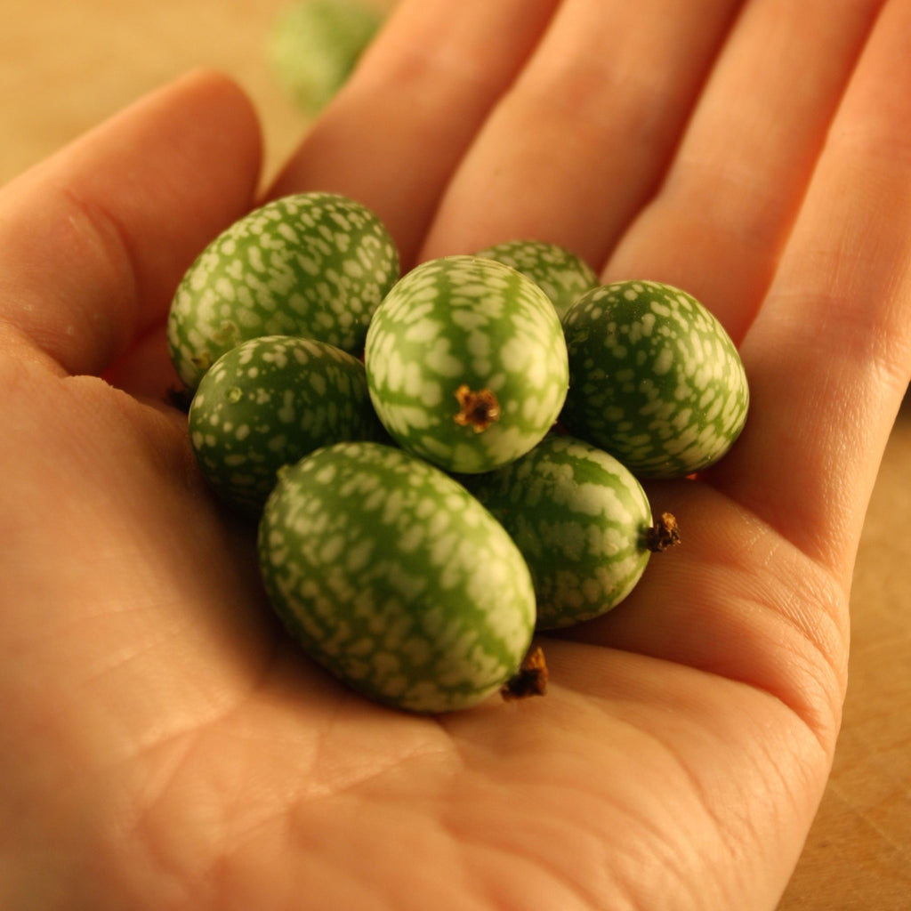 Melon souris Melothria 'Cucamelon' 3 m² - Semences de fruits