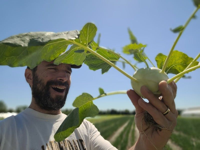 Tout sur le chou-rave : son histoire de la ferme à l'assiette