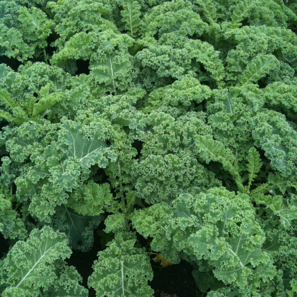 Mashed potatoes with kale and sausage