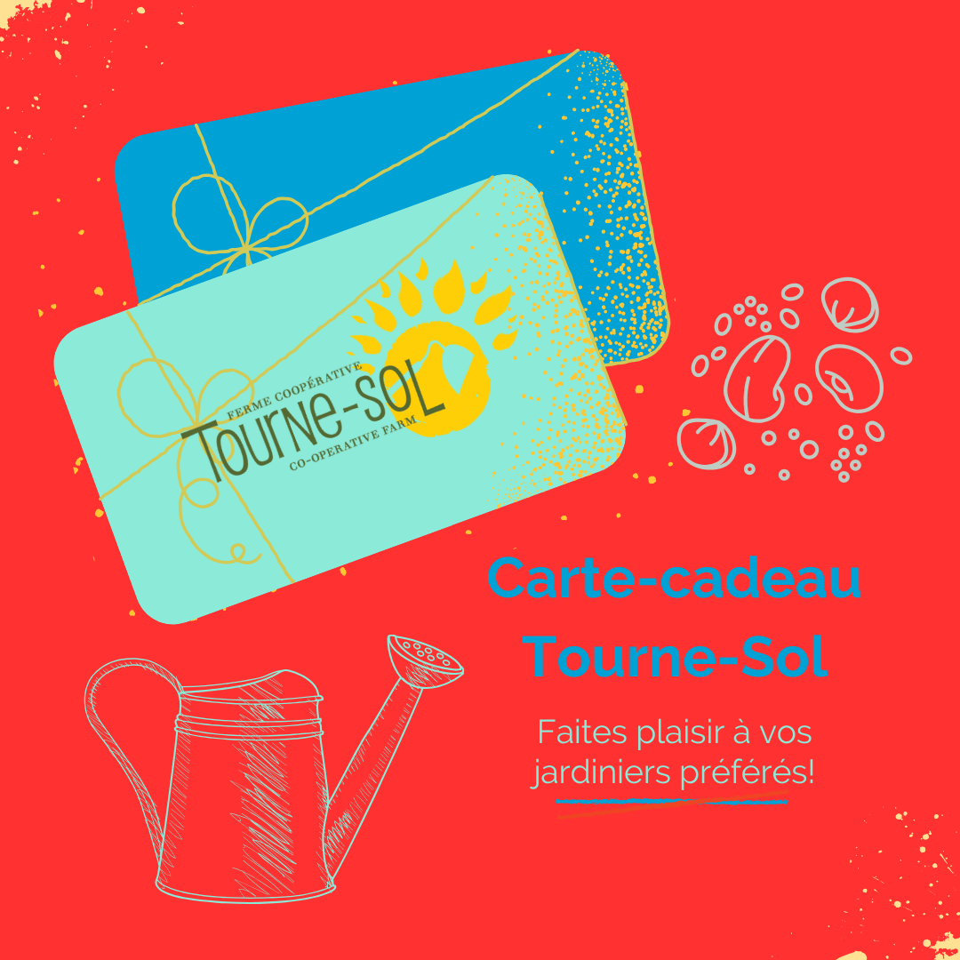 Deux cartes cadeaux avec un motif de soleil et de plante sur fond rouge vif, aux côtés de grains de café et d&#39;une illustration d&#39;un arrosoir. Le texte se lit comme suit : &quot;Carte Cadeau Tourne-Sol. Faites plaisir à vos jardiniers préférés! Profitez du magasinage avec ces cartes uniques.