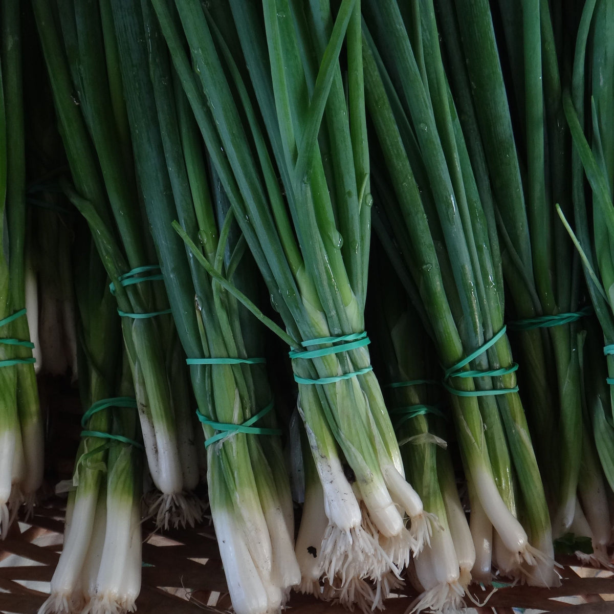 Un panier d&#39;Oignons à Botteler Evergreen frais, également connus sous le nom d&#39;oignons verts, récoltés selon les pratiques de permaculture de Tourne-Sol.