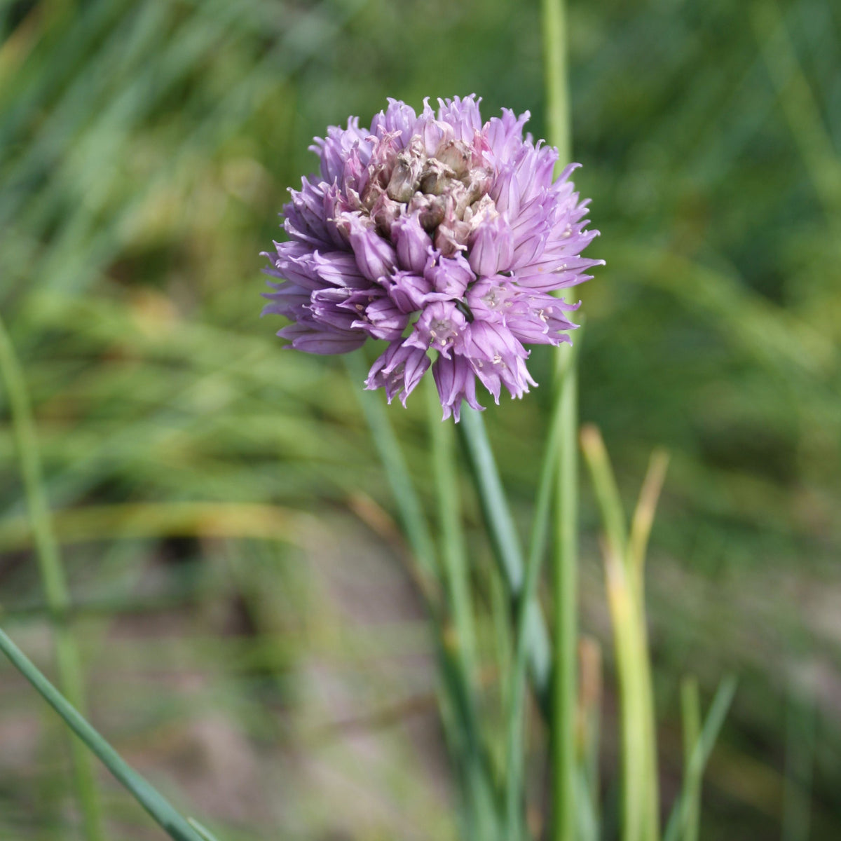 Une Ciboulette Tourne-Sol fleurit dans l&#39;herbe parmi les feuilles vertes.