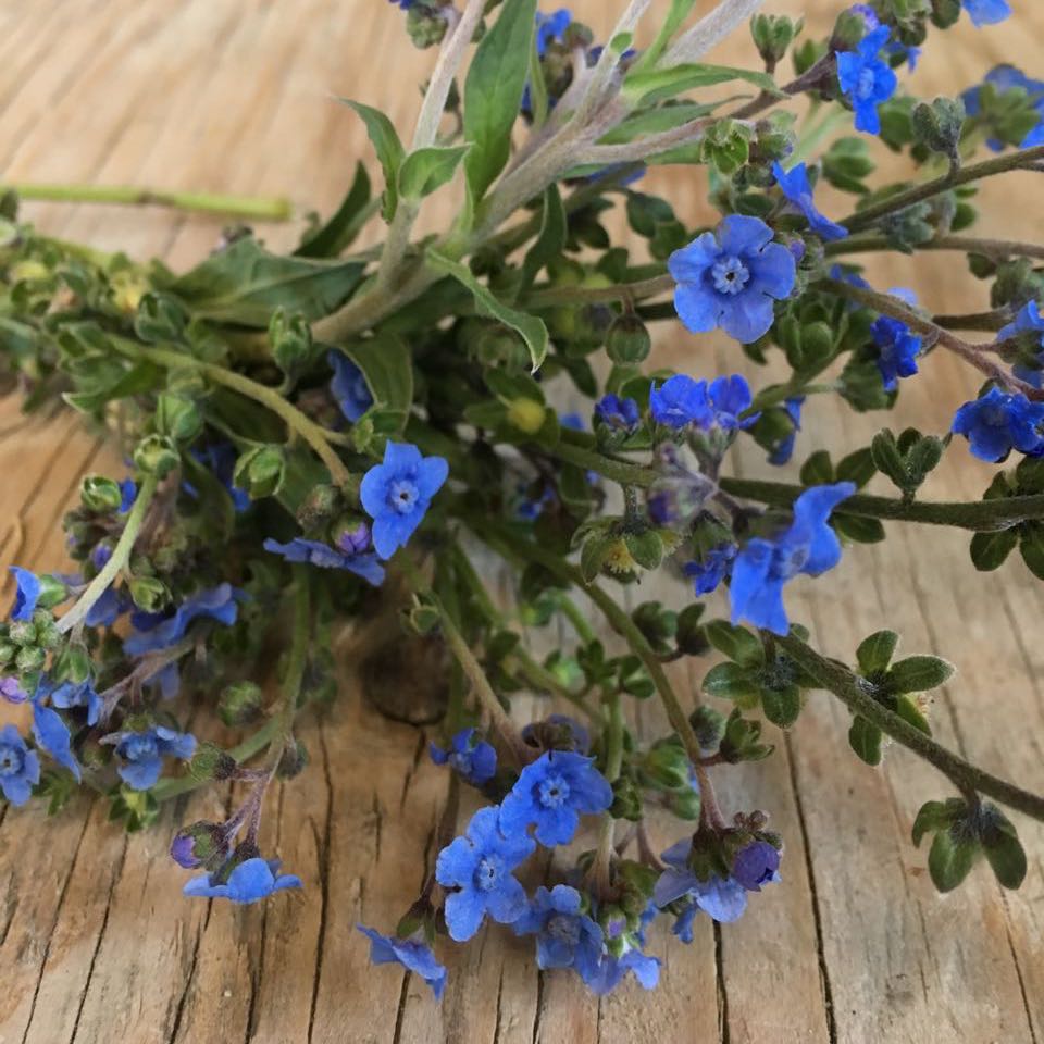 Une grappe de Myosotis chinois bleus Cynoglossum sur une table en bois par Tourne-Sol.