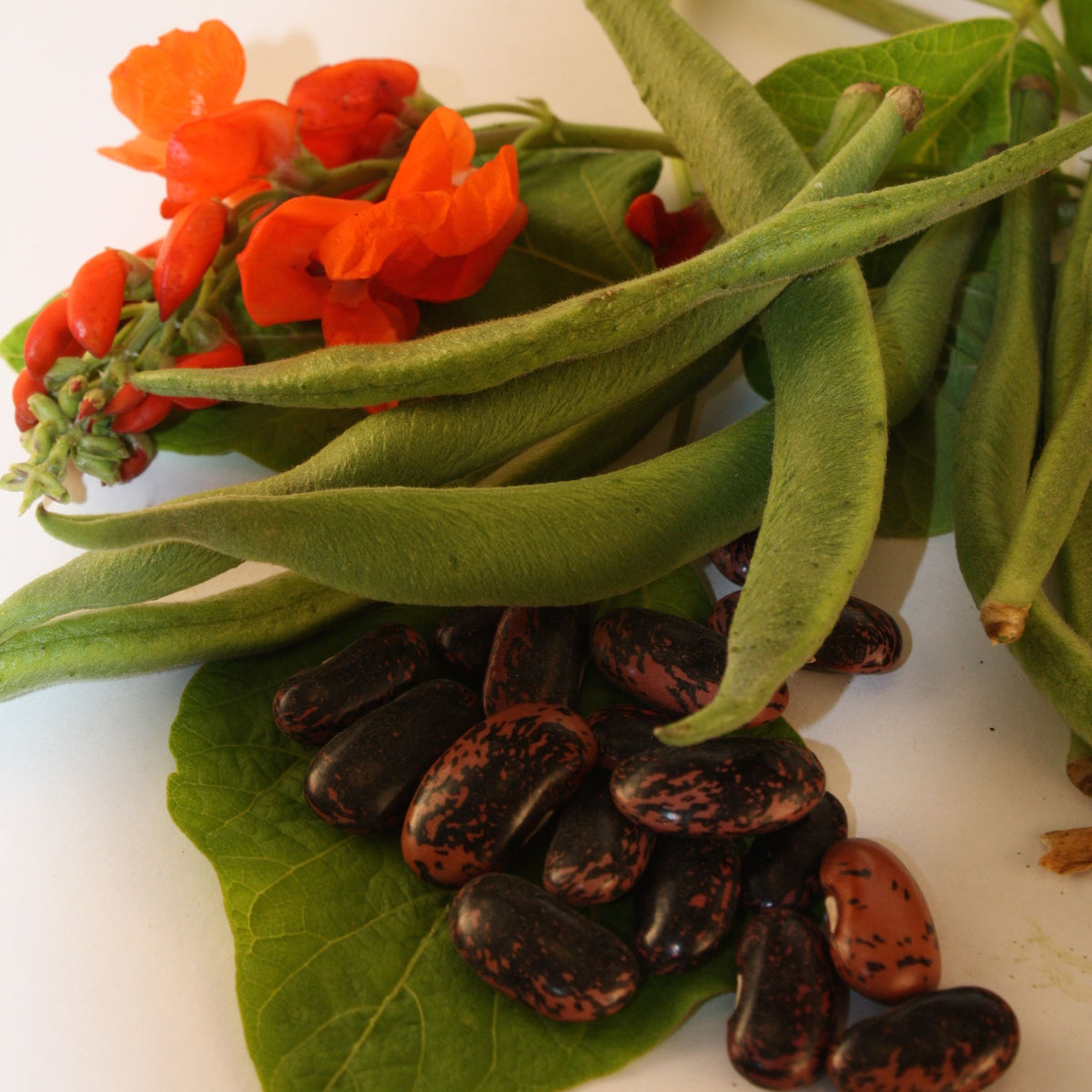 Une sélection de fleurs rouges et de haricots frais Tourne-Sol Haricot d&#39;Espagne Scarlet Runner sur une surface blanche.