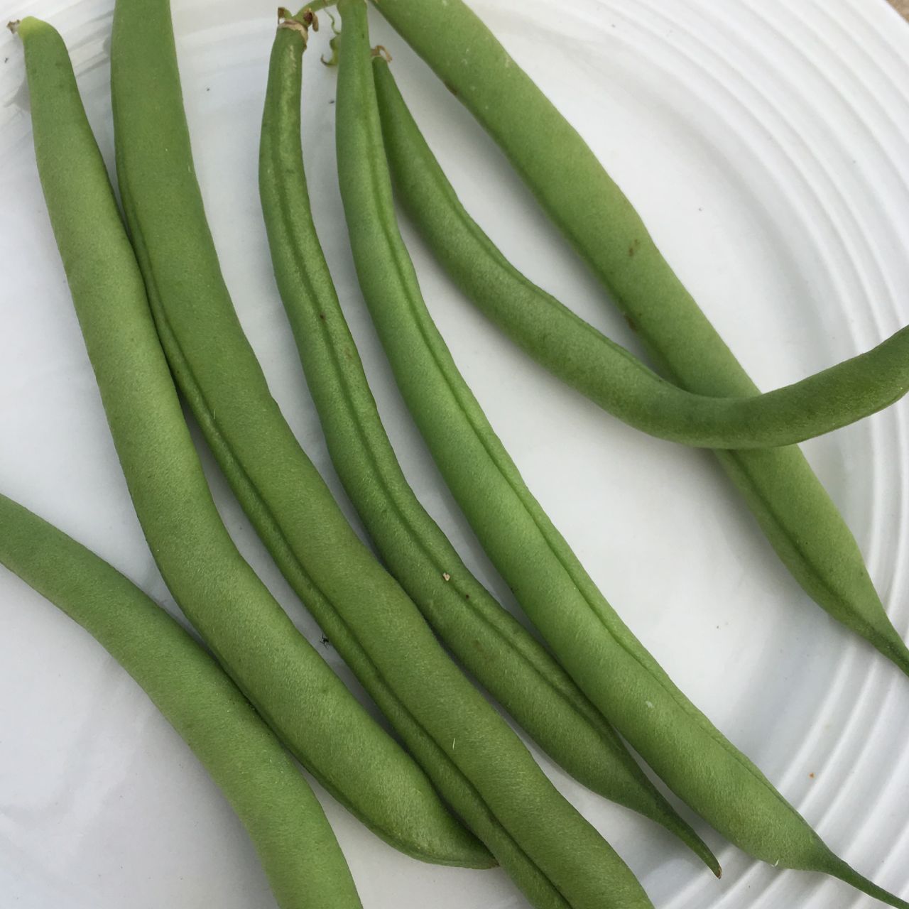 Le fournisseur Haricot Nain Vert de Tourne-Sol est sur une assiette blanche.