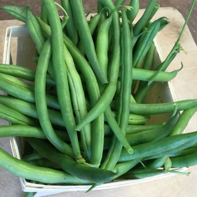 Haricot Nain Vert Maxibel de Tourne-Sol en caisse bois.