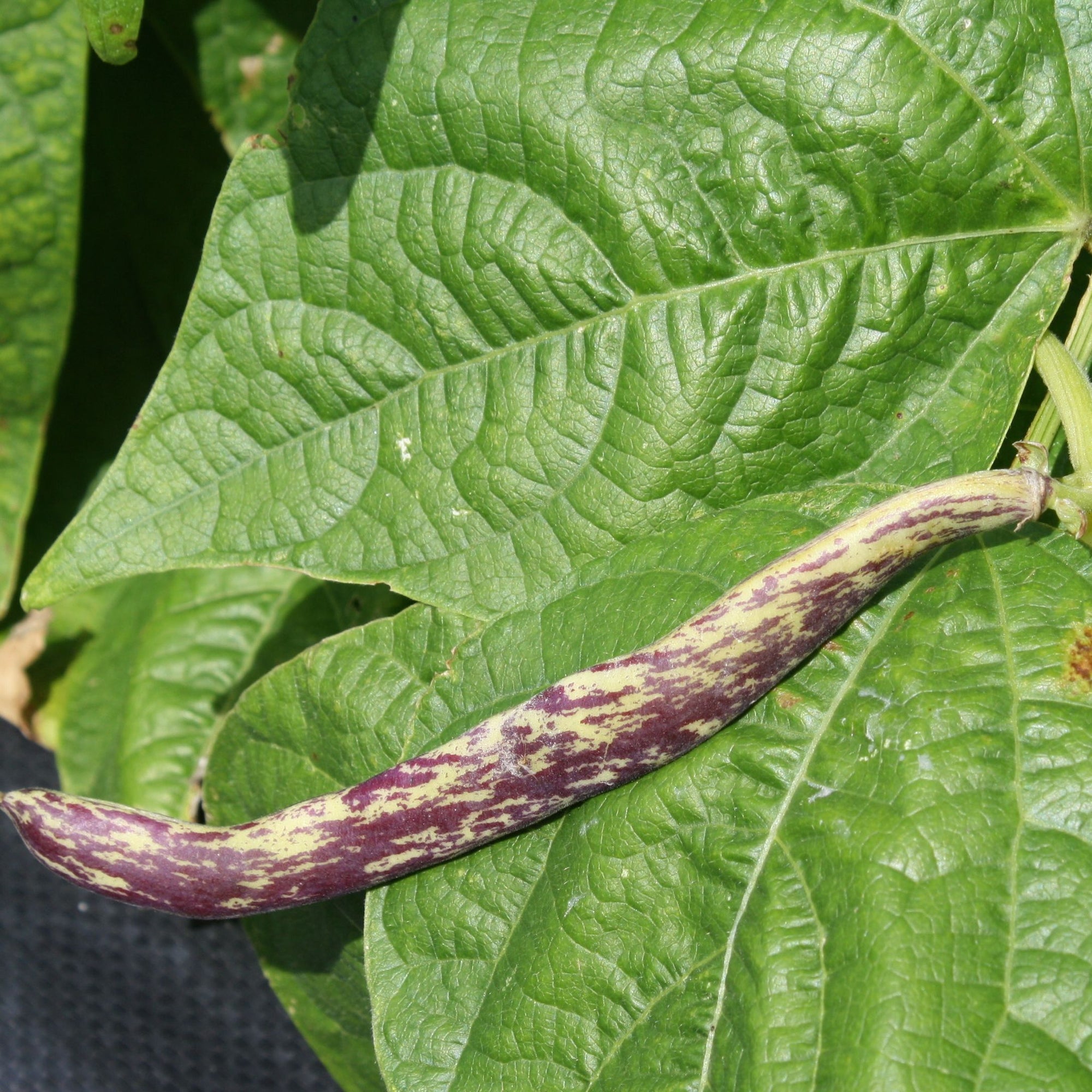 Un haricot Tourne-Sol Haricot Nain Langue de Dragon sur une plante aux feuilles vertes prête à la culture.