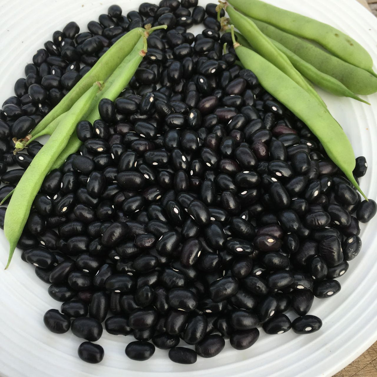 Assiette de Haricot Nain Sec Tortue Noire et petits pois de Tourne-Sol.