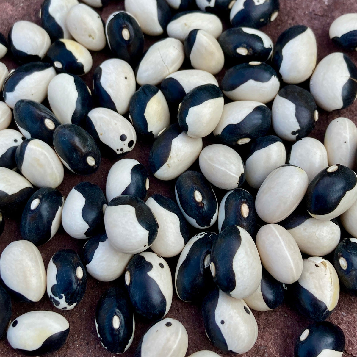 Un motif de haricots Tourne-Sol Haricot Nain Sec Orca noirs et blancs sur une table.