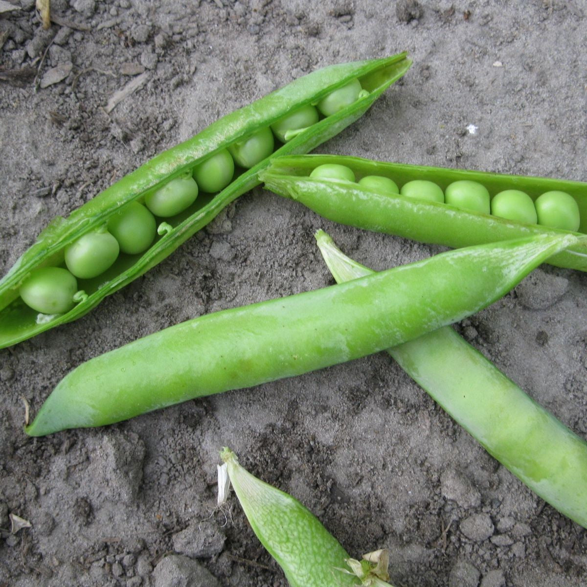 Trois gousses de pois ouvertes, révélant à l'intérieur des rangées de Pois à Écosser Flèche Verte de Tourne-Sol, reposent sur le sol. Une quatrième cosse de pois non ouverte est étalée à côté d’eux. La scène représente un décor agricole frais mettant en valeur des plantes productives.