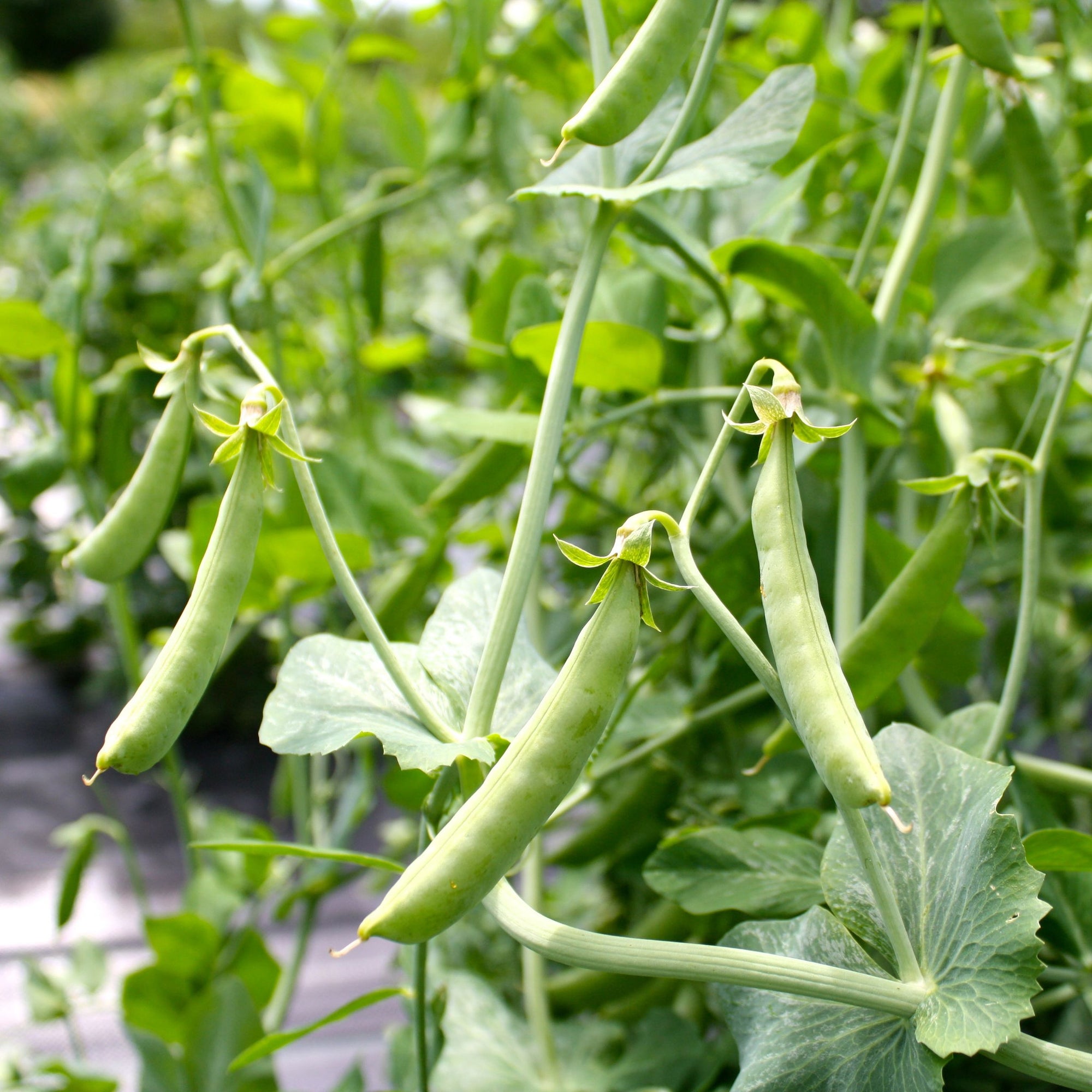 Un bouquet de pois Pois Mange-Tout Super Sugar Snap poussant dans un champ, entrelacés de treillis. Nom de la marque : Tourne-Sol