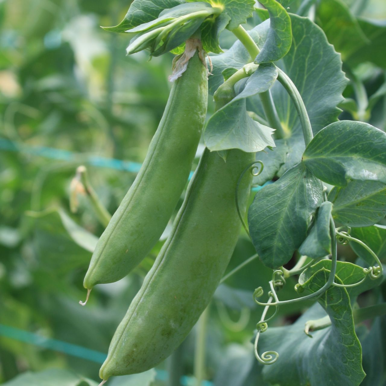 Pois Mange-Tout Cascadia poussant sur une vigne dans un jardin. (Nom de marque : Tourne-Sol)