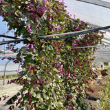 Une serre remplie d’une variété de plantes, dont des graines de Dolique d’Égypte et des gousses de Tourne-Sol violettes vibrantes.