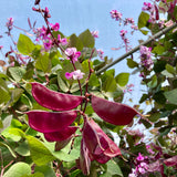Une plante Dolique d’Égypte aux fleurs et feuilles violettes dans une serre Tourne-Sol.