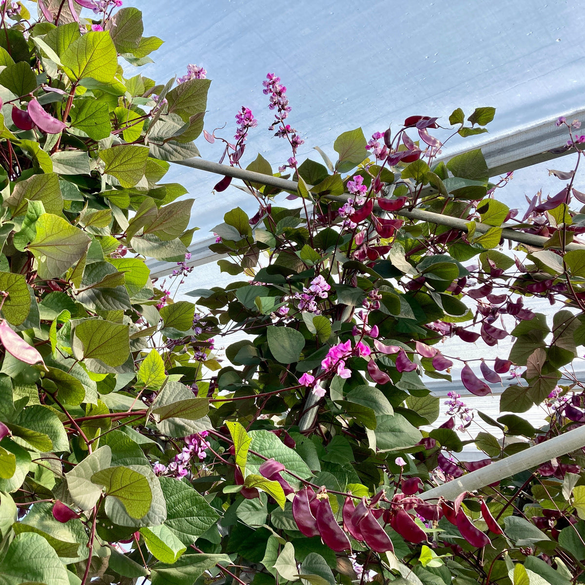 Une plante Dolique d’Égypte aux fleurs violettes dans une serre Tourne-Sol.