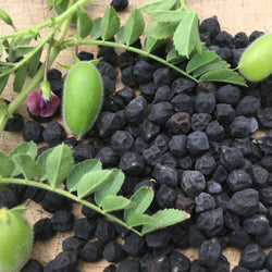 Un tas de graines de Pois Chiche Black Kabouli, connues sous le nom de pois chiche, sur une table en bois. (Tourne Sol)