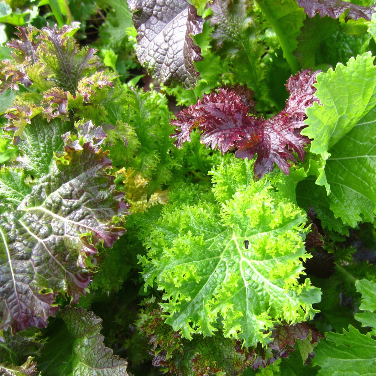 Un gros plan de feuilles de Mélange Moutarde Piquante dans un jardin de Tourne-Sol.