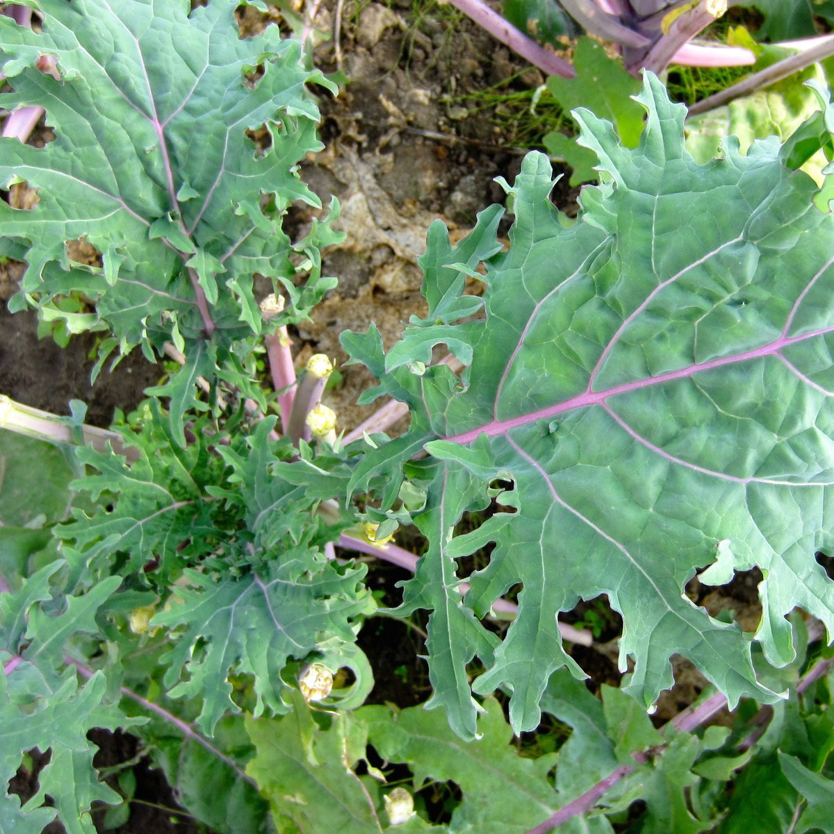 Gros plan sur les feuilles vertes et ondulées du chou frisé Red Russian de Tourne-Sol aux tiges et nervures violettes poussant dans un jardin avec de la terre visible en dessous. La plante a un mélange de feuilles matures et jeunes avec des marges dentelées, lui donnant un aspect texturé et luxuriant.