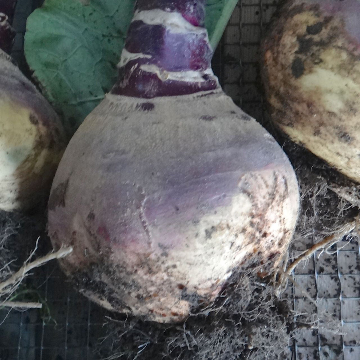 Un groupe de rutabagas Tourne-Sol est assis sur un filet d&#39;hiver.