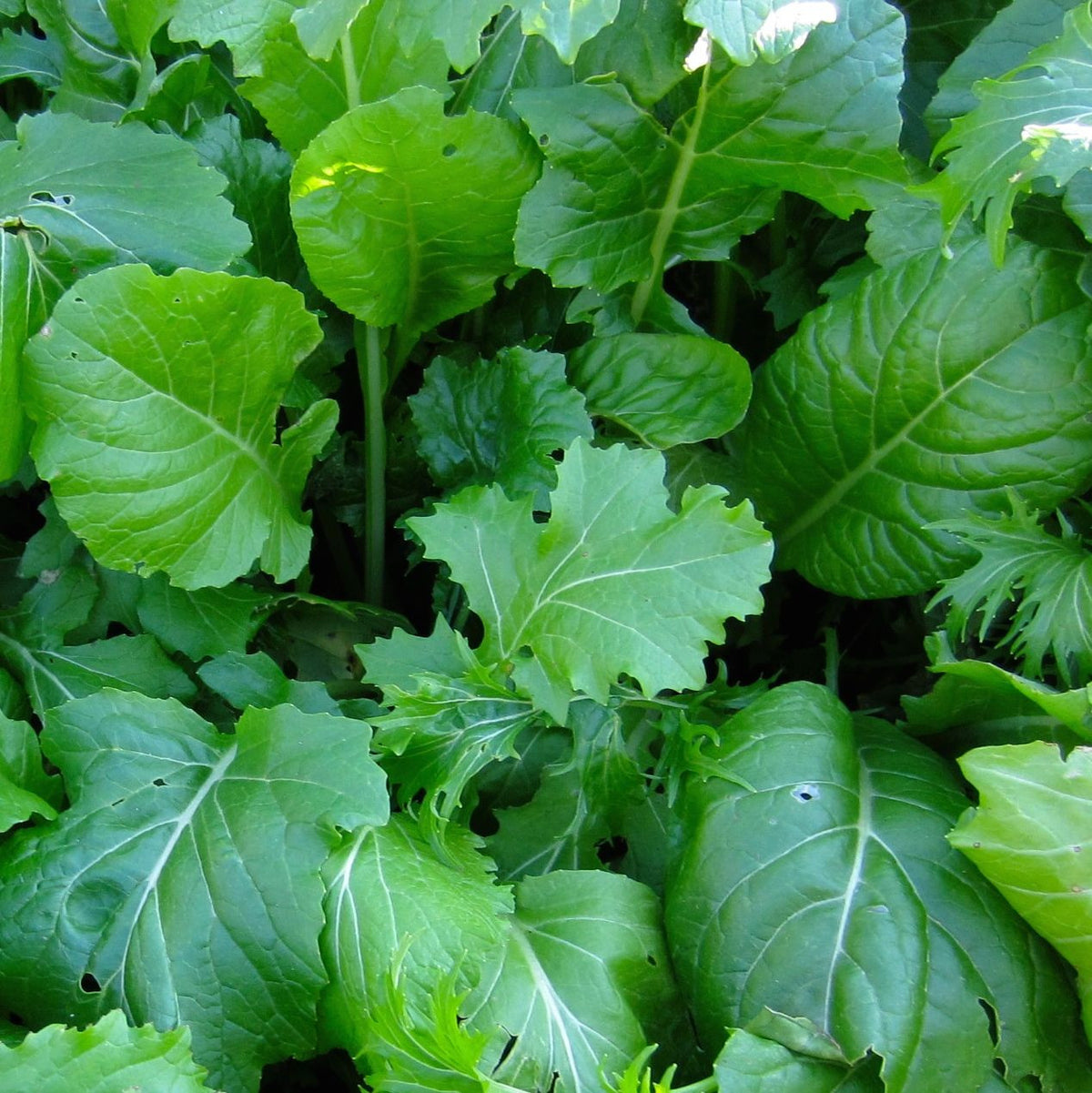 Un gros plan des feuilles Mesclun Combo Crucifères de Base de Tourne-Sol dans un jardin.