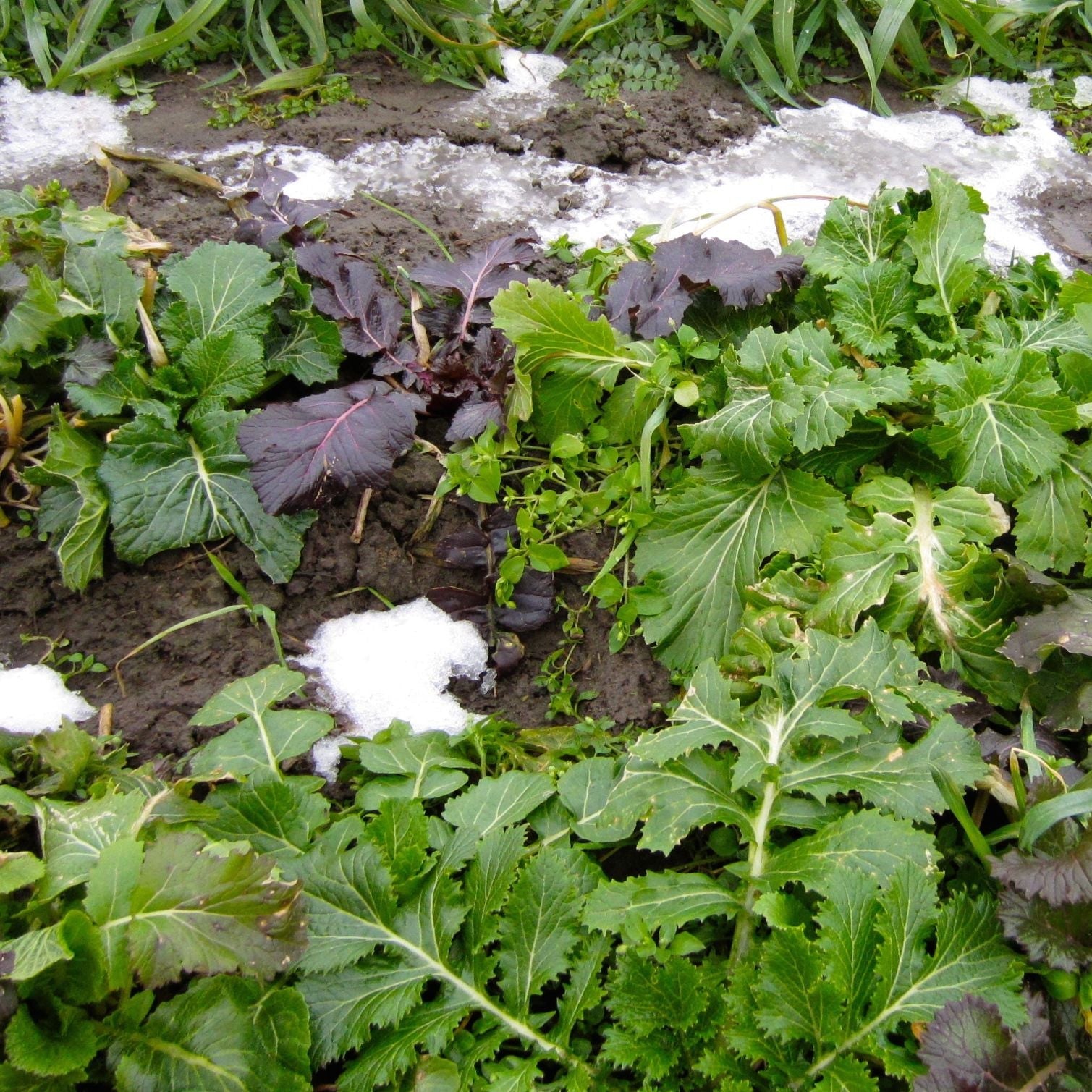 Le Mesclun Verdurette d'Hiver de la marque Tourne-Sol, de la famille des crucifères, pousse dans un jardin parsemé de plaques de neige fondante, signe d'une saison froide. Le sol paraît humide, favorisant sa croissance rapide malgré quelques parties légèrement recouvertes de neige.