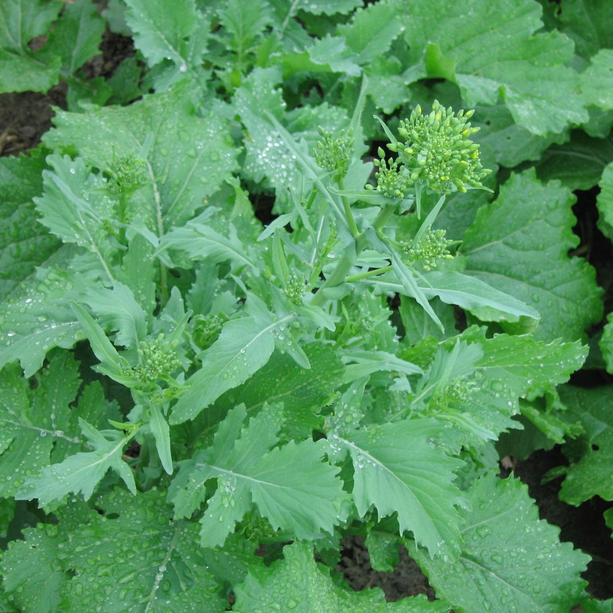 Une plante Rapini Spring Raab avec des feuilles vertes et des gouttelettes d&#39;eau, connue pour son amertume rafraîchissante, produite par Tourne-Sol.