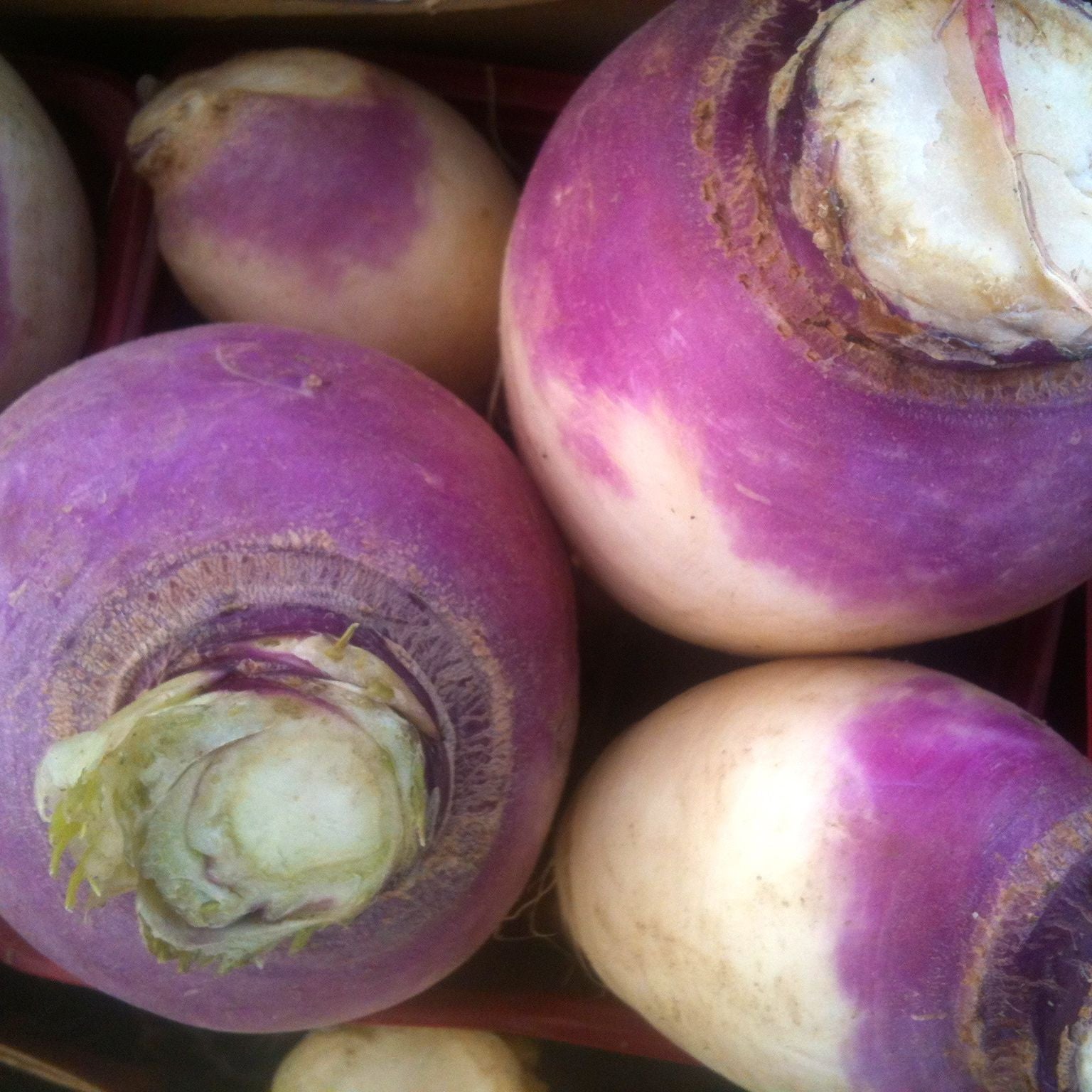 Une botte de navets Navet Blanc à Collet Violet de Tourne-Sol en caisse.