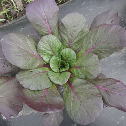 Une plante Tatsoi Arc-en-ciel aux feuilles violettes de Tourne-Sol.