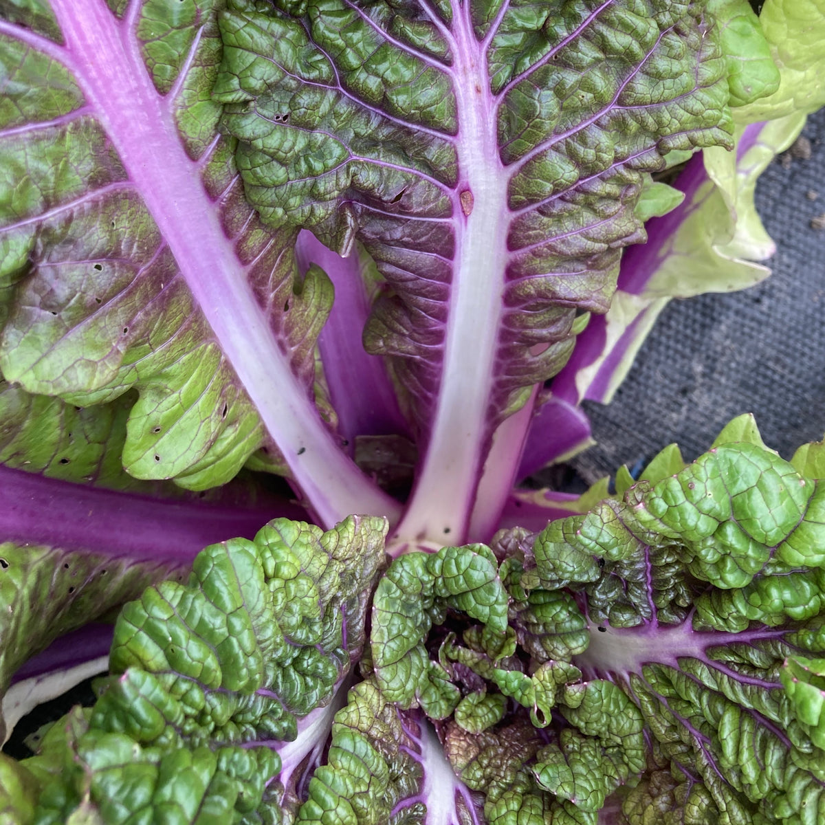 Un gros plan du Tourne-Sol Chou Chinois Chemin Vers Bekana Violet, parfait pour les sautés ou les salades composées.