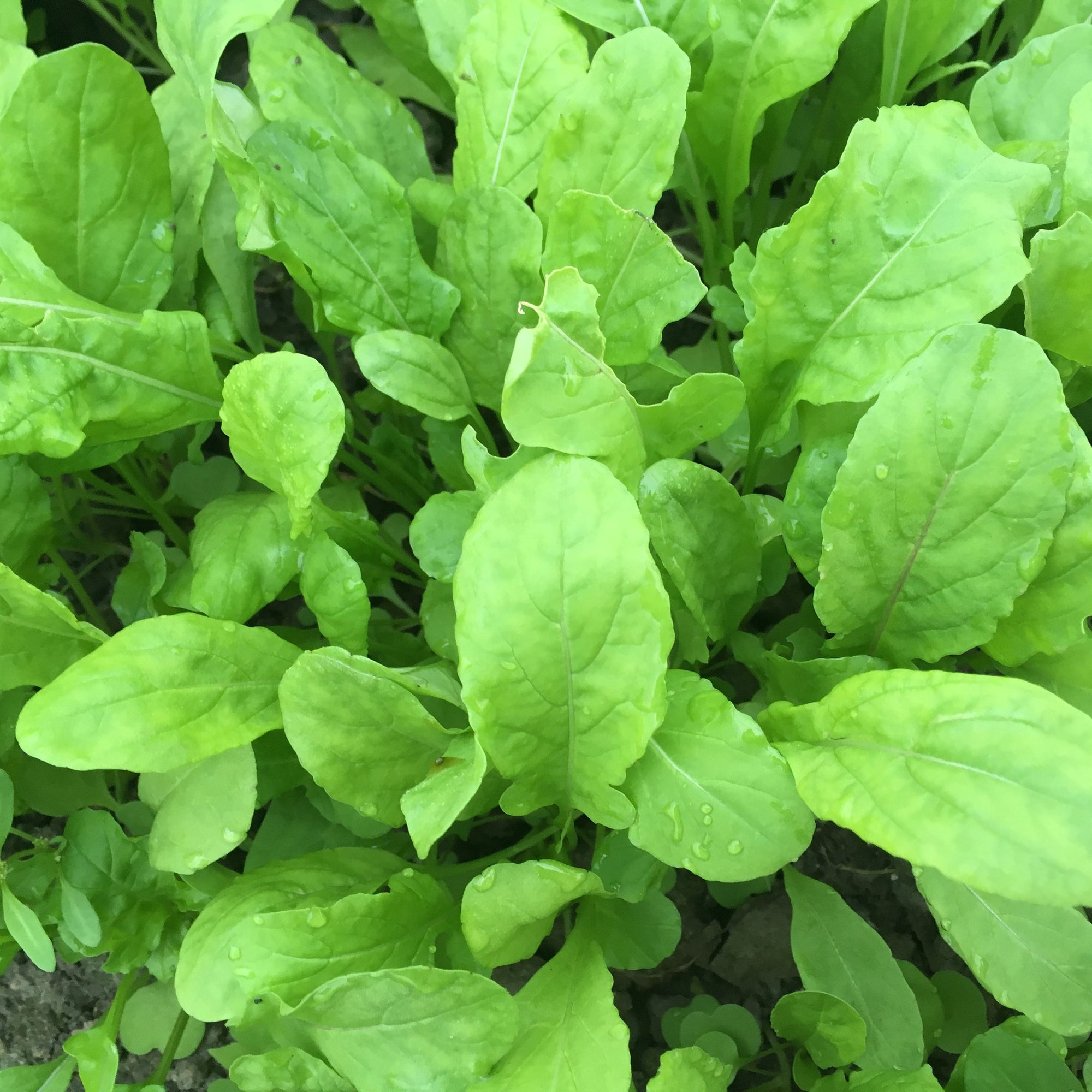 Gros plan d'un bouquet de feuilles de Tourne-Sol Roquette à l'arôme piquant et verdurette.