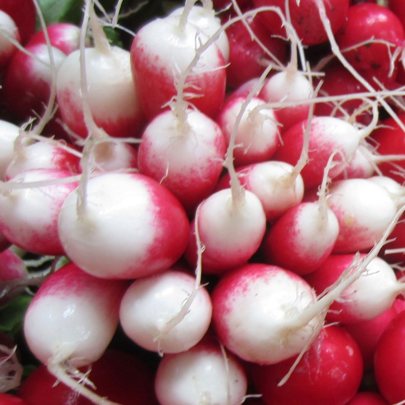 Gros plan de Tourne-Sol Radis French Breakfast Format Vrac fraîchement récolté avec des couleurs rouge vif et « bas blanc » et de fines racines, empilées ensemble, mettant en valeur leur texture naturelle.