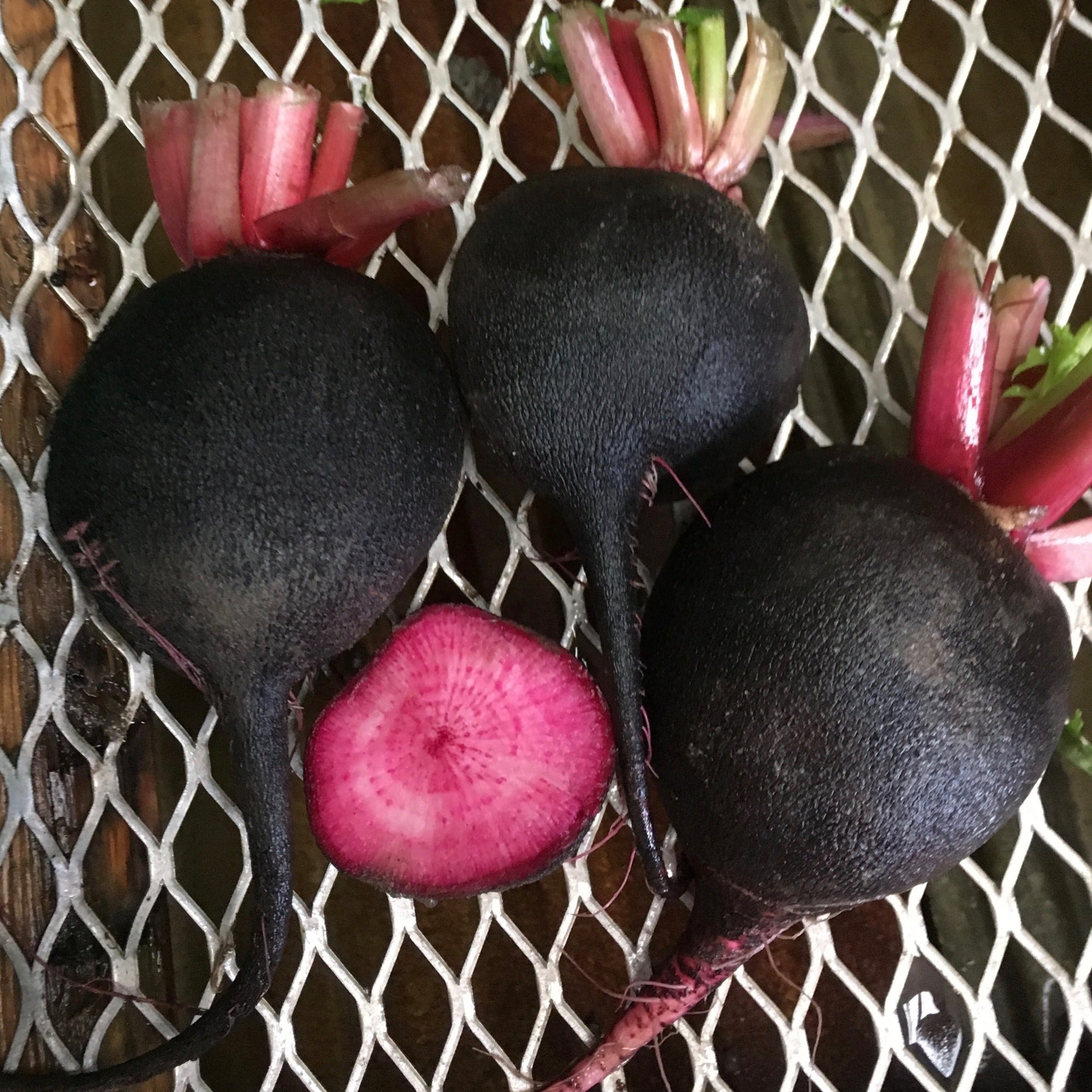 Trois radis noirs, ou Radis d'hiver Écarlate Noir Format Vrac de Tourne-Sol, sont posés sur une grille métallique de couleur claire. L'un des radis est coupé en deux, mettant en valeur sa chair rose vif. Les radis ont de courtes tiges vertes au sommet.