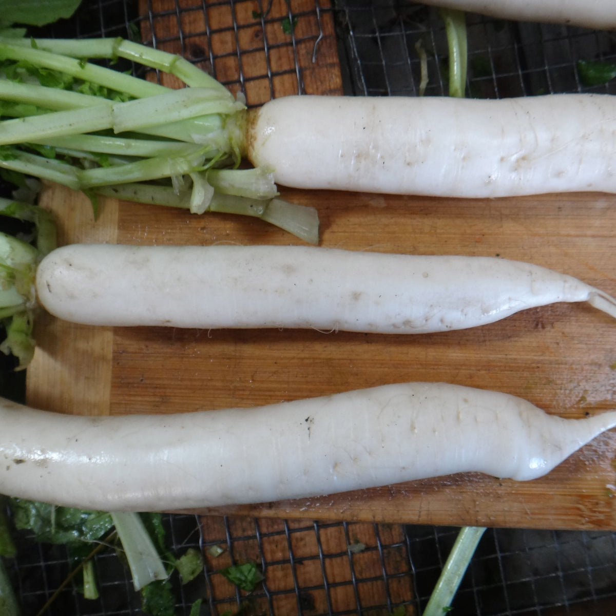 Long Radis Daikon sur une planche à découper. (Tourne Sol)