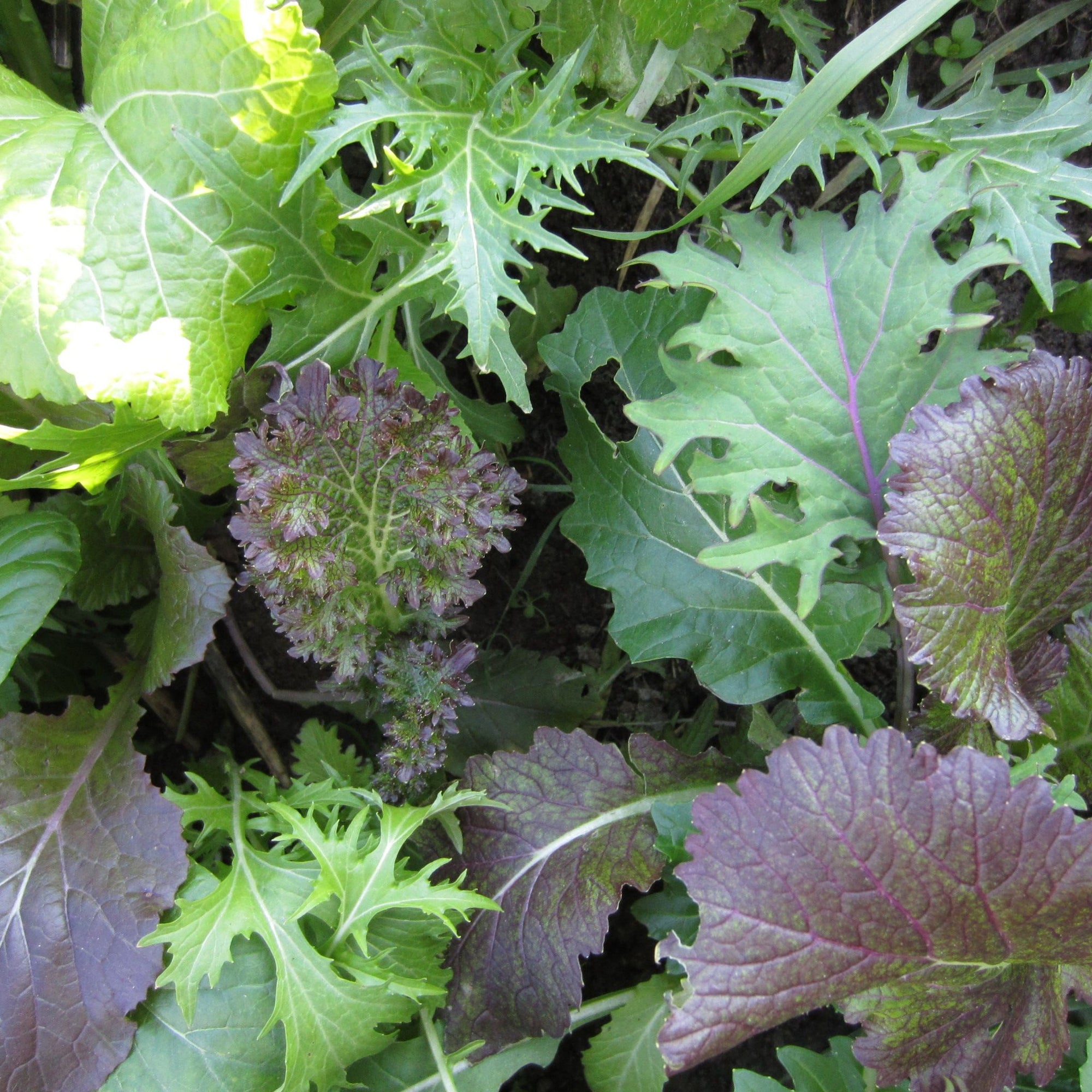 Un gros plan de feuilles de Mesclun Combo Crucifères de Luxe dans un jardin de Tourne-Sol.