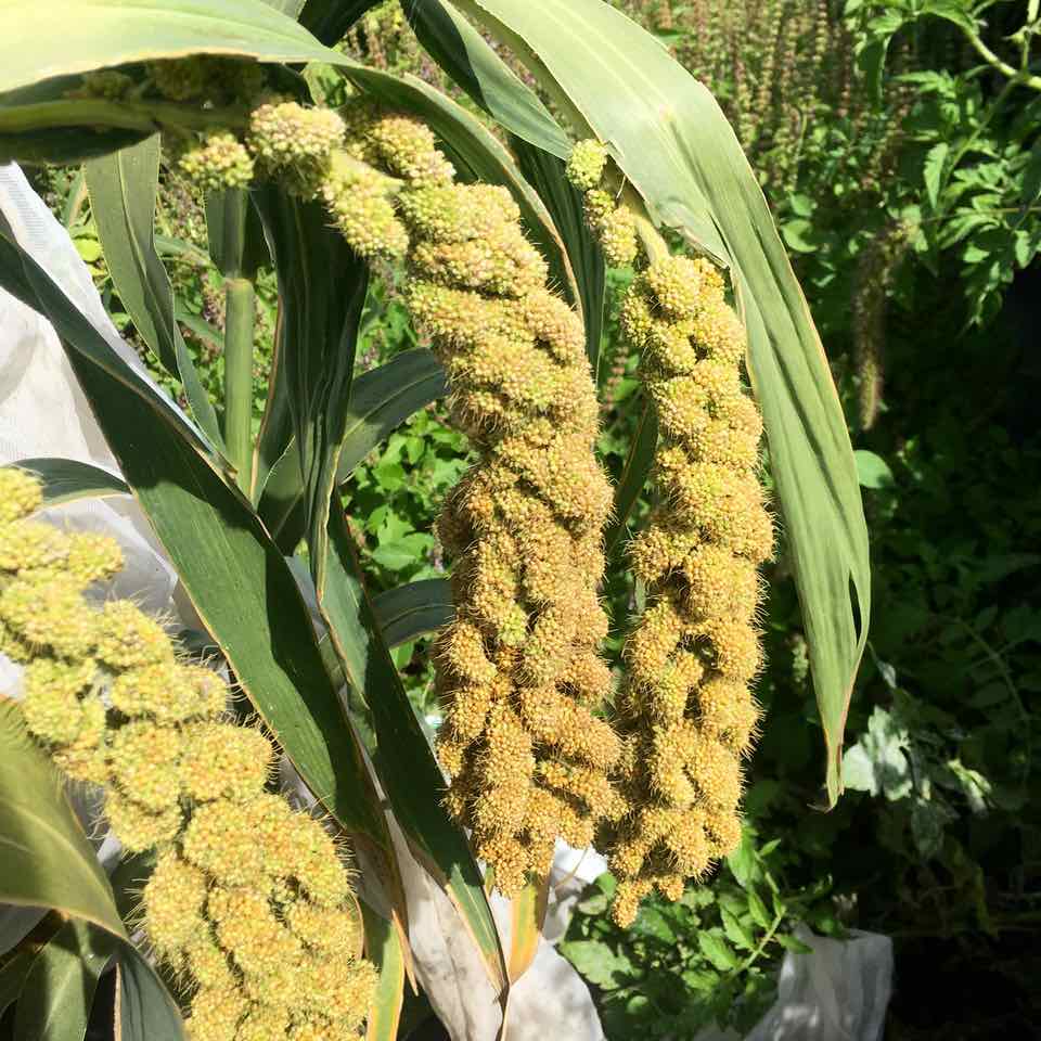 Gros plan d&#39;une plante Tourne-Sol Millet Limelight aux épis floraux denses et jaunâtres, entourés de feuilles vertes, sous un soleil éclatant.