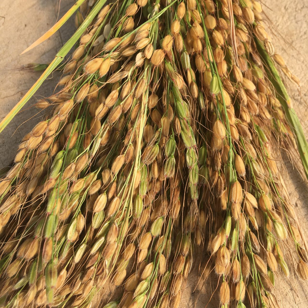 Un tas de riz Riz Duborskian au sol en provenance de Tourne-Sol.