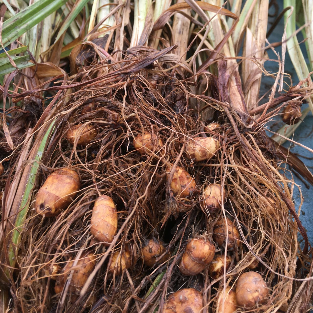 Un gros plan de racines de Tourne-Sol Noix de Chufa fraîchement récoltées avec de la terre, nichées parmi leurs racines fibreuses et leurs feuilles vertes.