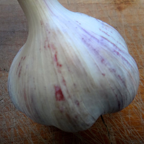 Chesnok Red Purple Stripe Garlic Bulbs