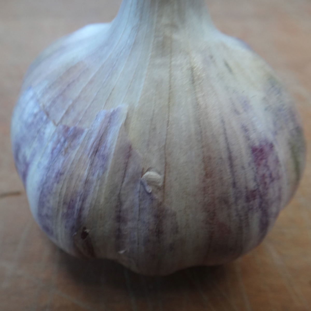 Un gros plan d&#39;un ail Bulbes d&#39;Ail Rocambole Puslinch sur une table en bois en Ontario, par Tourne-Sol.