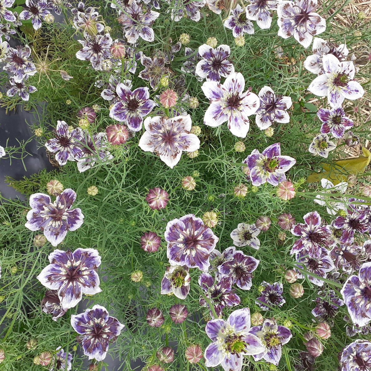 Les fleurs violettes et blanches de Nigelle Bleu Delft fleurissent dans un jardin de Tourne-Sol.