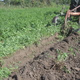 Alfalfa, certified organic - Cover Crop