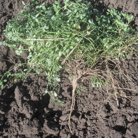 Alfalfa, certified organic - Cover Crop
