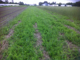 Hairy Vetch, certified organic - Cover Crop