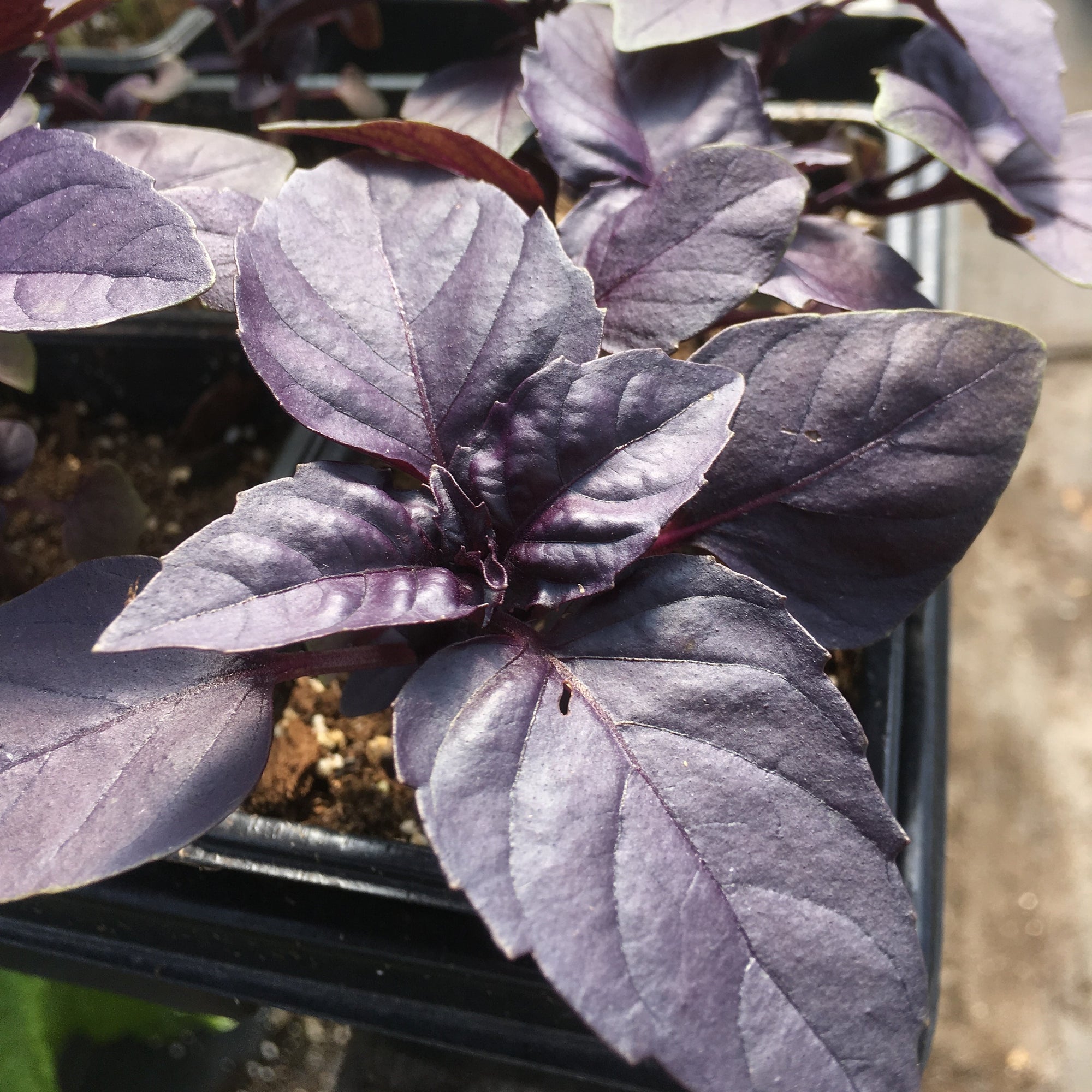 Une plante Basilic Mauve Dark Opal dans un pot noir Tourne-Sol.