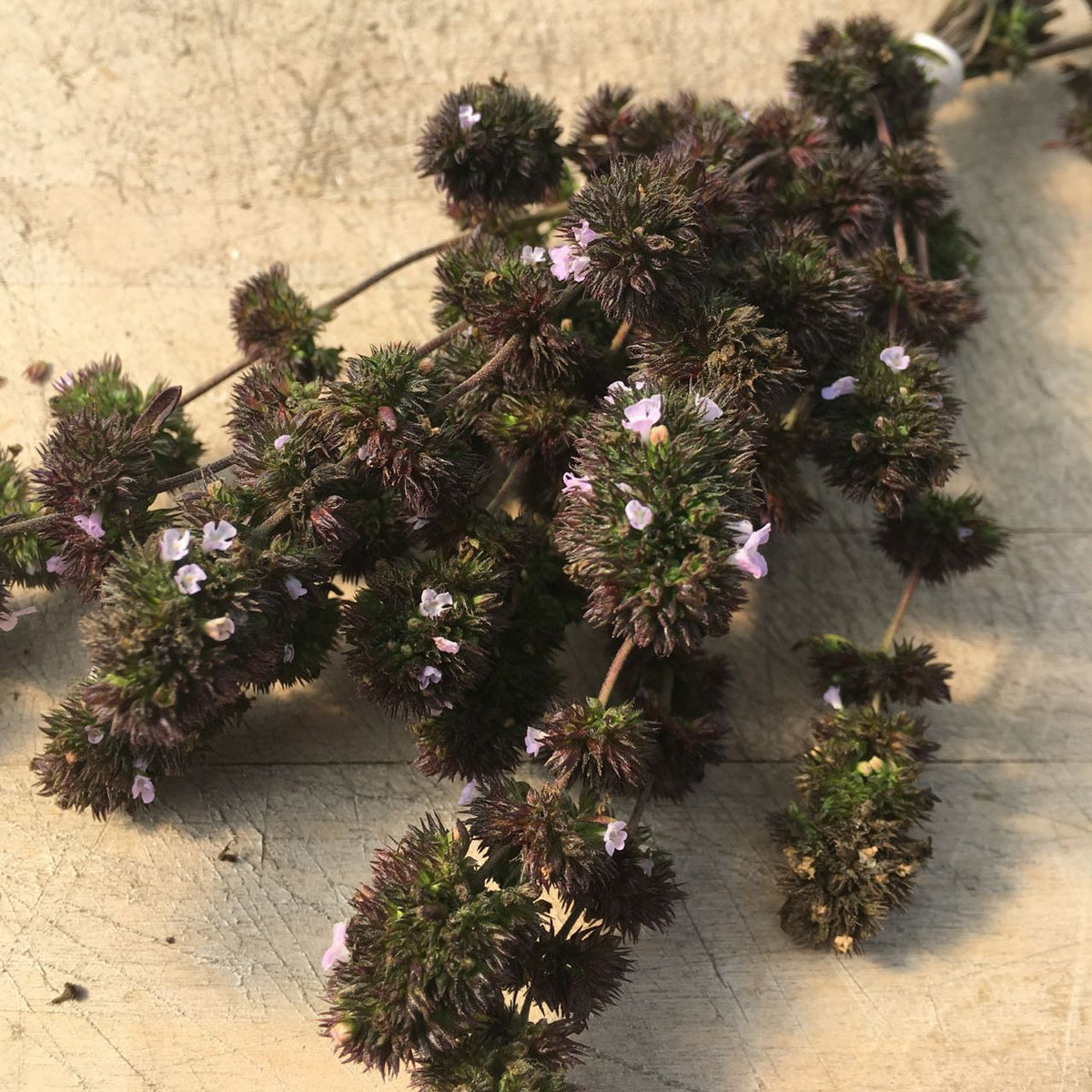 Photo en gros plan d’un bouquet de brins de Sarriette d’été Ancienne d’Acadie posés sur une surface rugueuse et beige. Les petites feuilles vert foncé sont regroupées densément et de délicates fleurs violet clair sont intercalées dans tout le feuillage, ajoutant une touche d&#39;élégance parfaite pour garnir des ragoûts copieux. Ce produit exquis vous est présenté par Tourne-Sol.