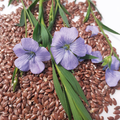 Phrase avec noms de produits remplacés : Graines de lin et fleurs bleues sur fond blanc par Tourne-Sol.