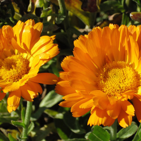 Deux fleurs de Calendule Erfurter aux propriétés médicinales dans un jardin. (Marque : Tourne-Sol)