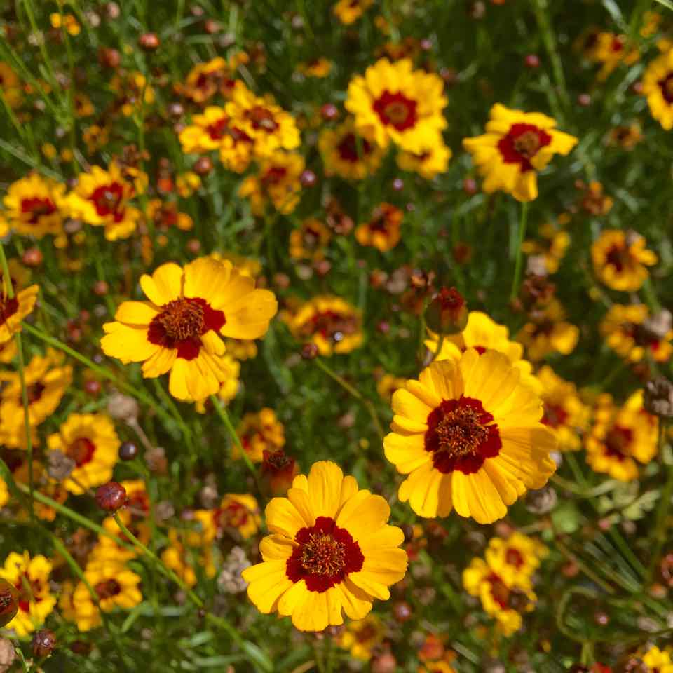 Les fleurs rouges de Coreopsis Hohe pétales dans un champ par Tourne-Sol.