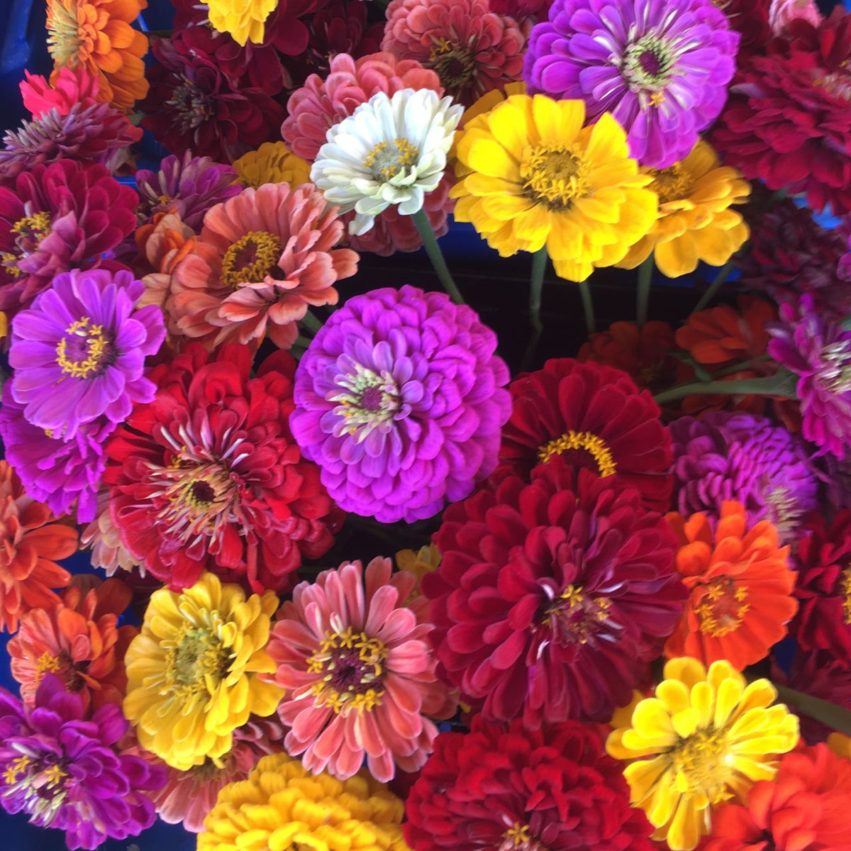 Un vase rempli d&#39;un bouquet de fleurs, dont des Zinnias Mélangés de Tourne-Sol, continuent de fleurir avec éclat dans un éventail de beautés colorées.