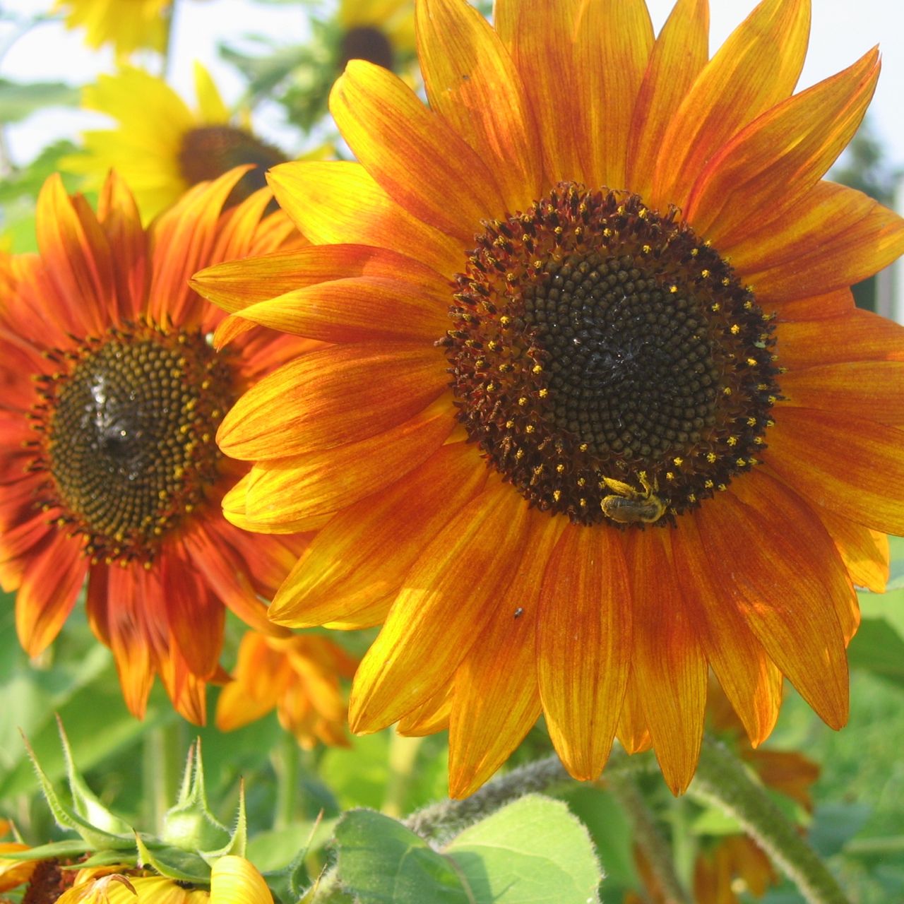 Un Mélange Tournesol Tourne-Sol est assis sur une fleur jaune.